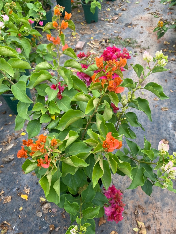 （彩花三角梅混色）地栽盆栽多年生好养易活耐高温