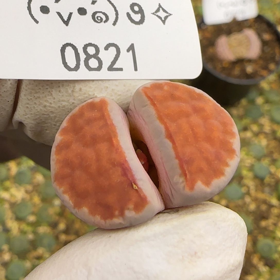 0821。默认脱土。18包邮。偏远88包邮