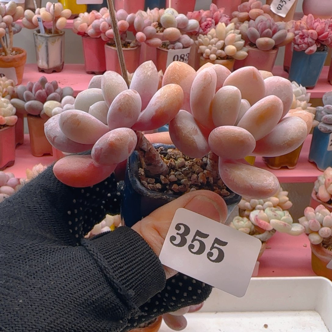 粉兔355 ，带盆土发货，满38包邮非偏远。