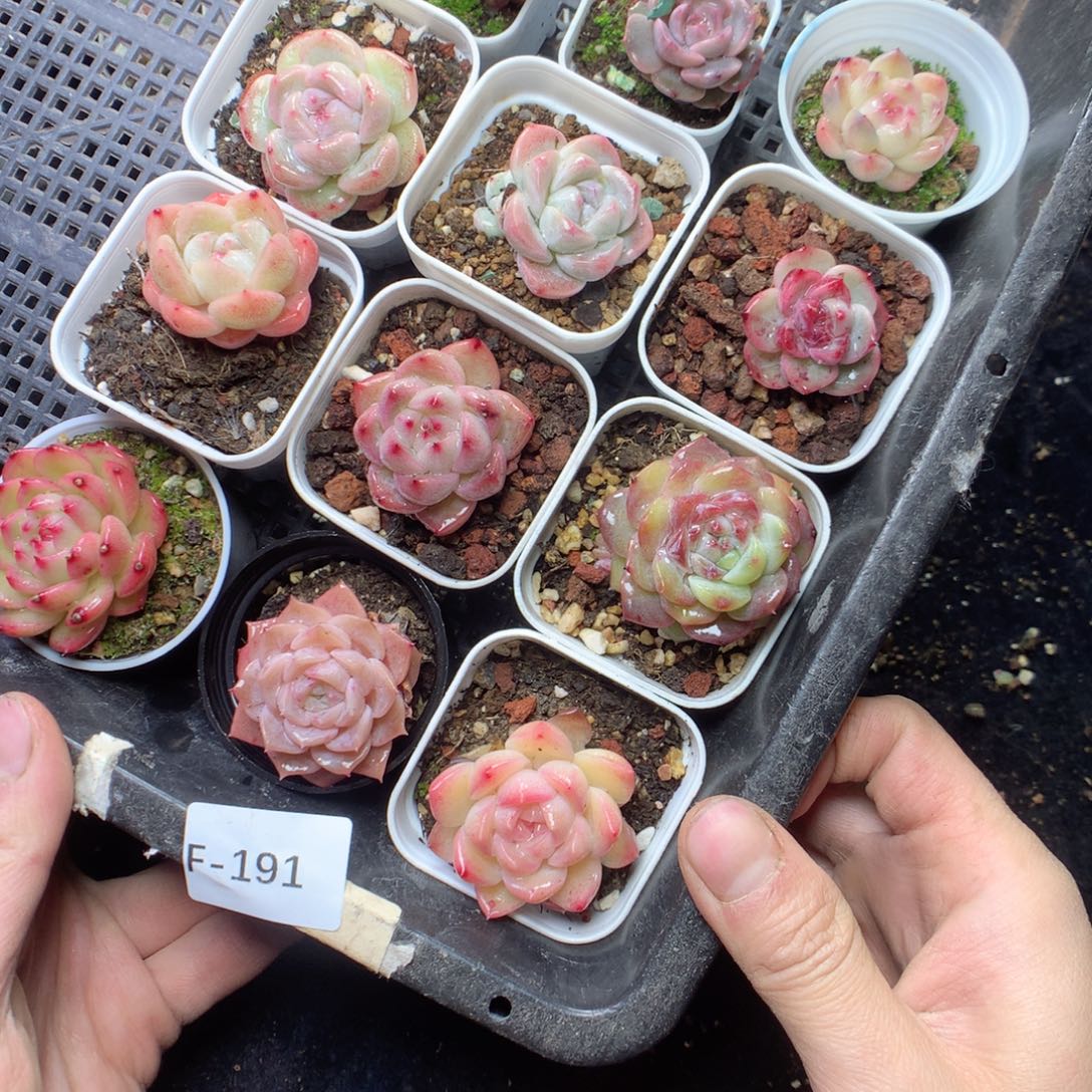 无花朵F191 yyyyyyyyyy