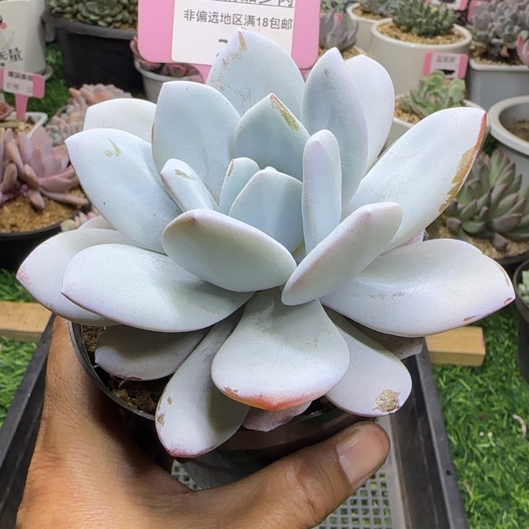 锦安精品多肉植物284