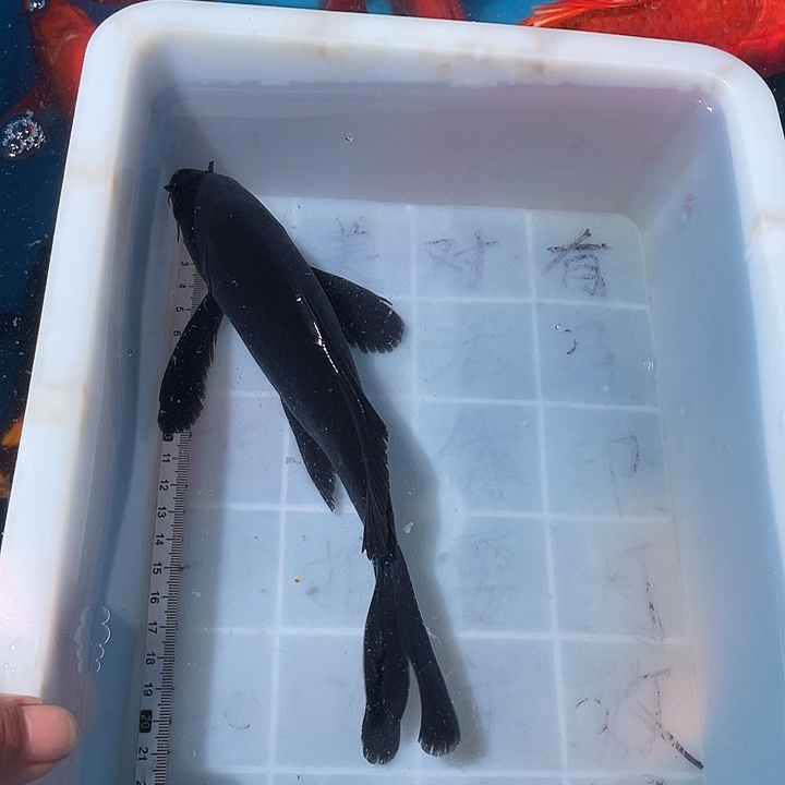 蝴蝶鲤鱼渔场直发79