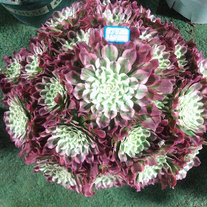 181水木年华多肉