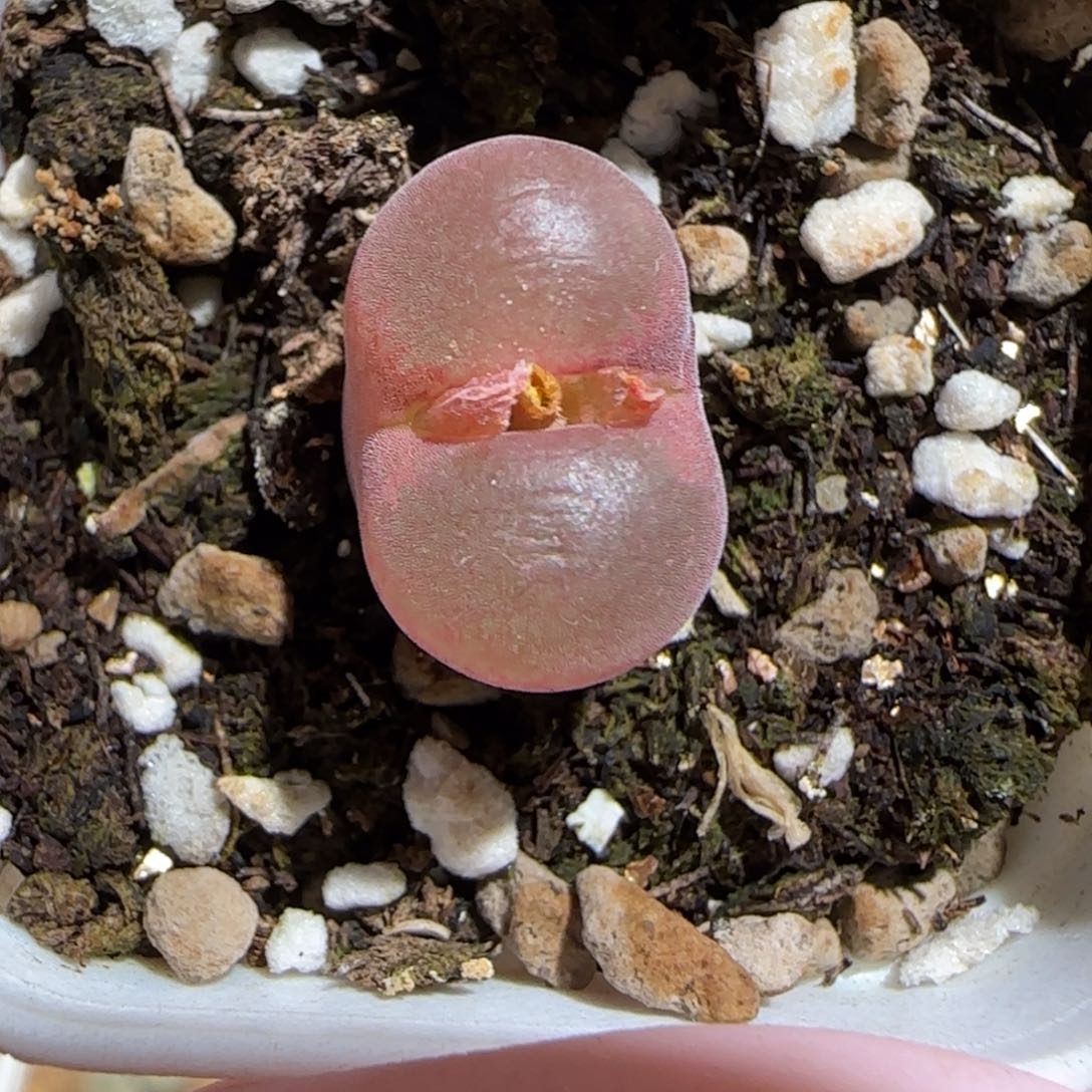 肉锥多肉植物组合-流沙1021