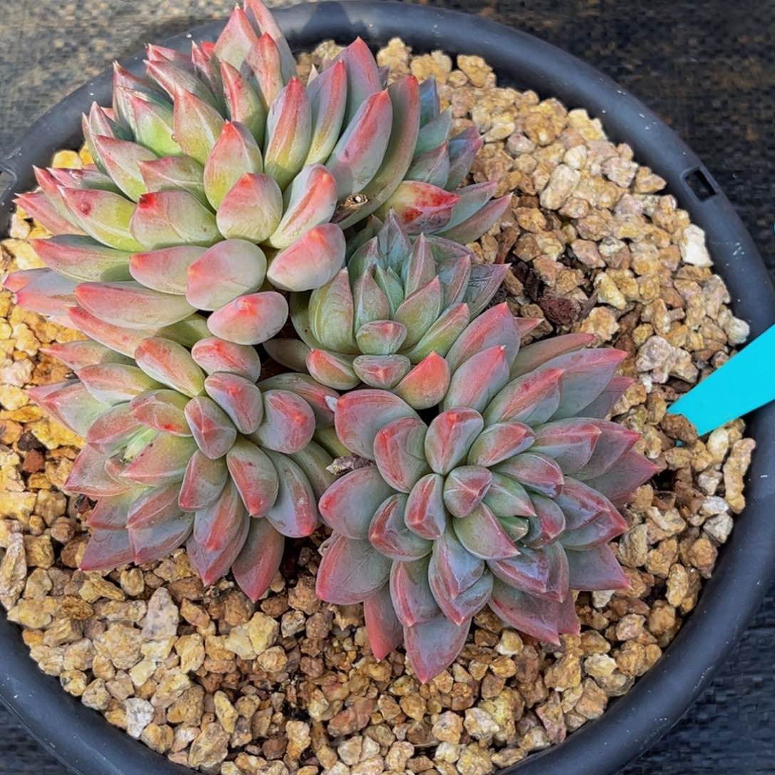 1767号上午多肉植物群生多肉植物