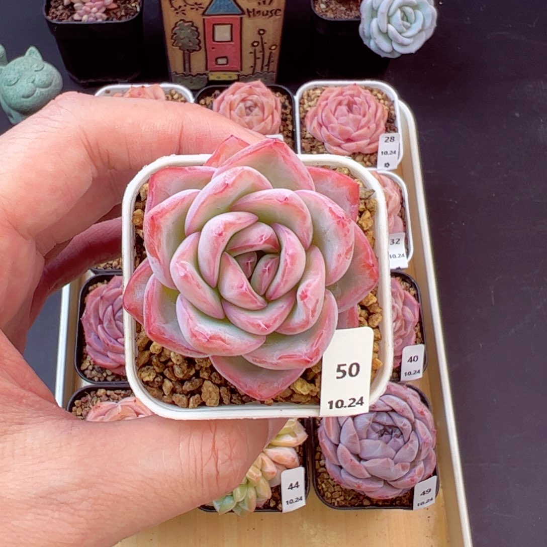 大白兔50、哈哈哈哈哈