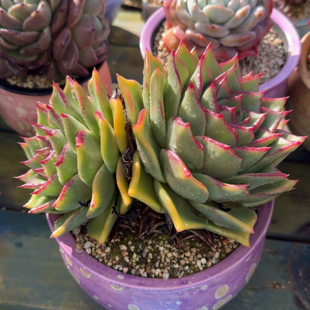 从前慢多肉精选编号1208.57