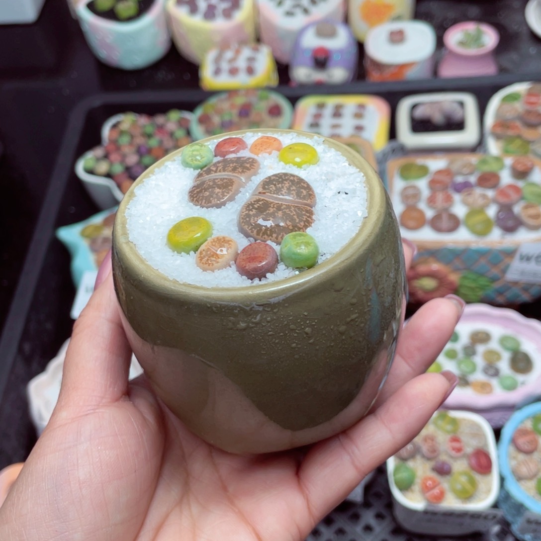 w6265 -零下地区拍保温箱-15支持寄养