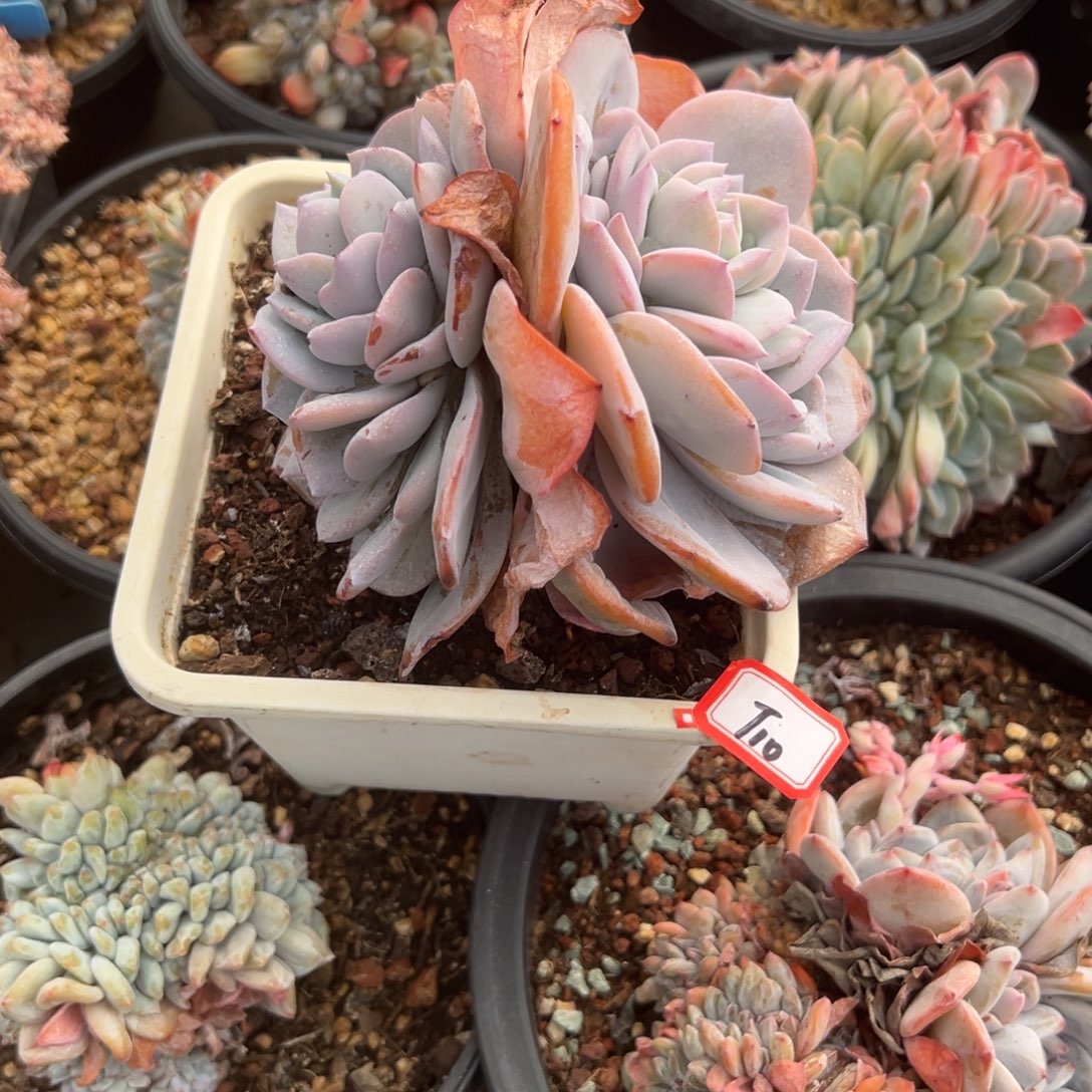 精品多肉植物老桩