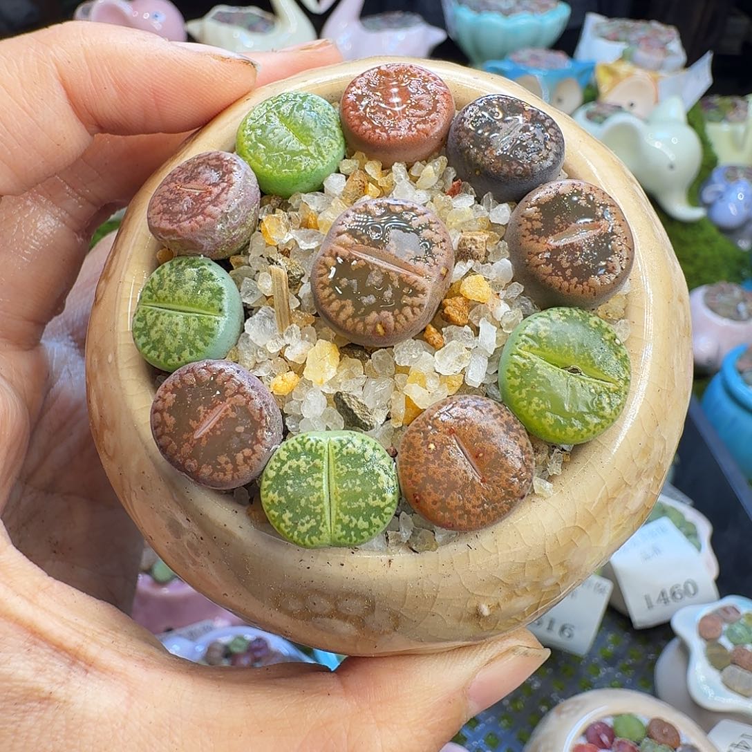 多肉植物福利冲650