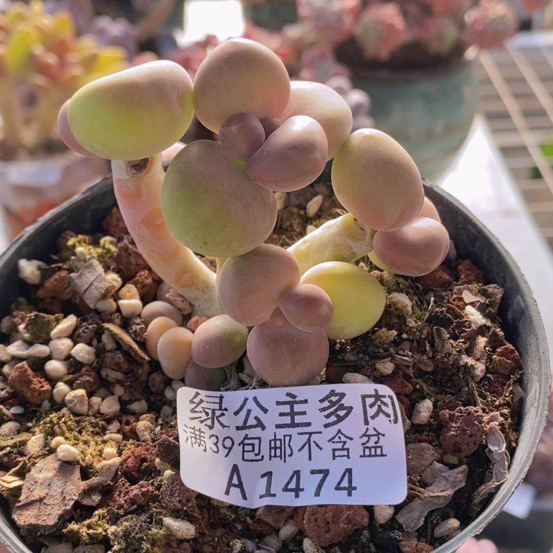 kk奶7cm1474多肉植物