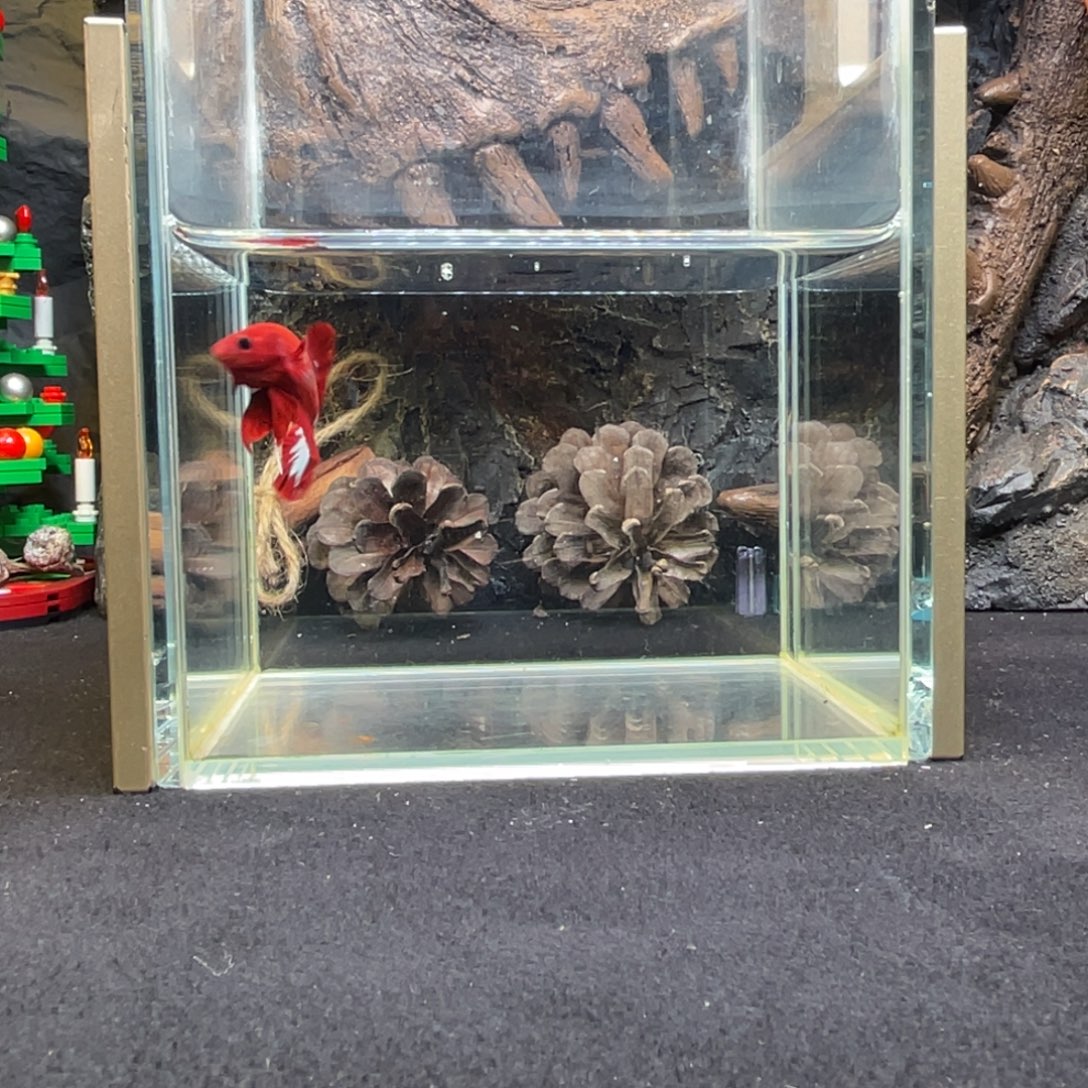 斗鱼十二月二十八日竞价