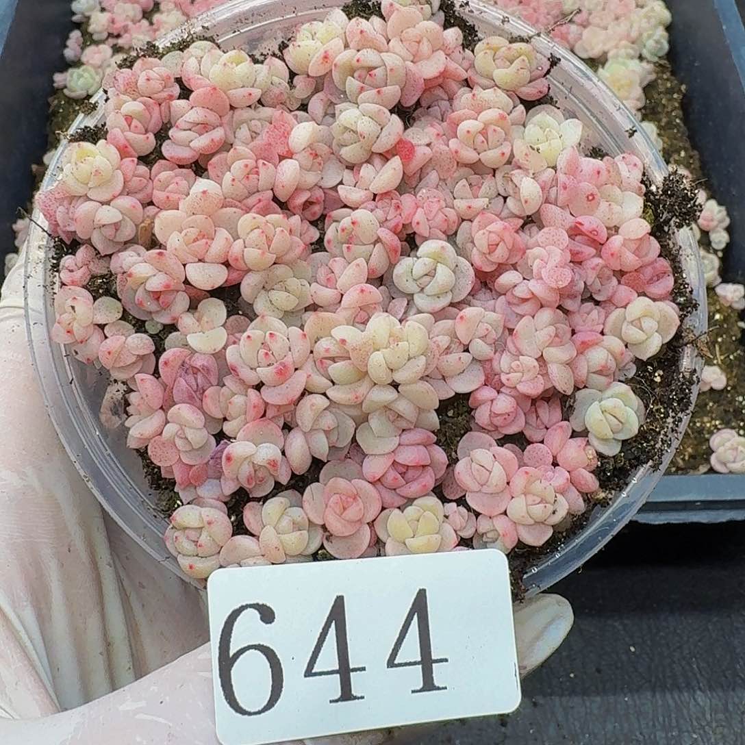 多肉植物多肉植物644