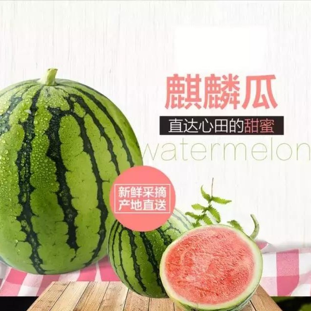 8424麒麟西瓜种苗小院地爬种植西瓜种子