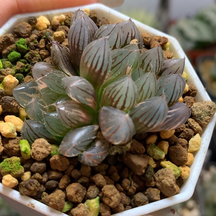 霓虹灯玉露锦带盆土发货