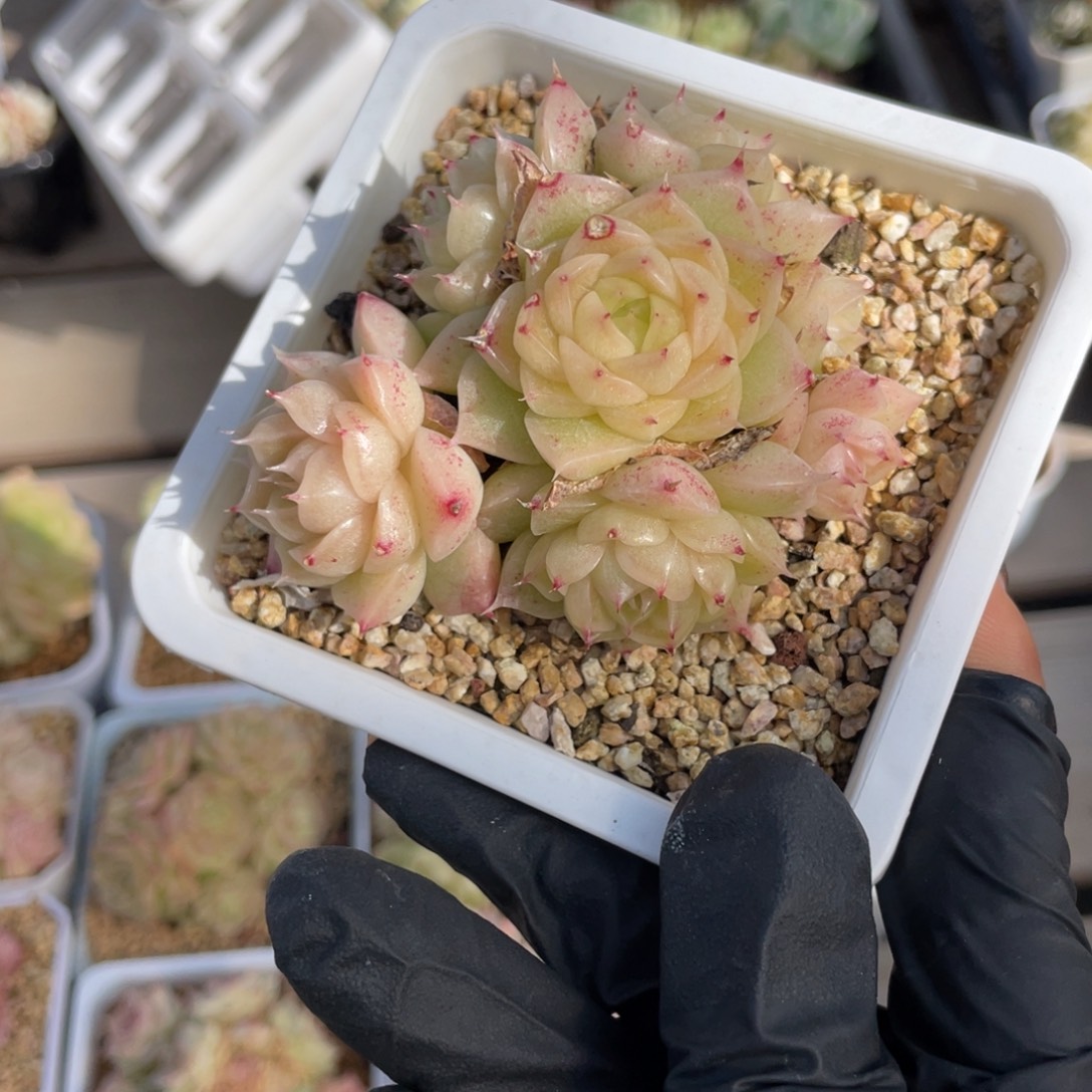 优选麦杆多肉福利2655