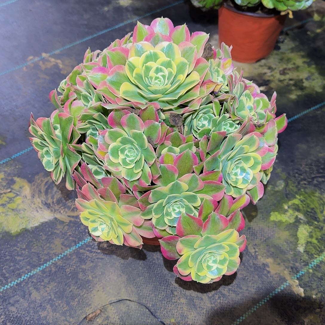 多肉植物白凤老庄