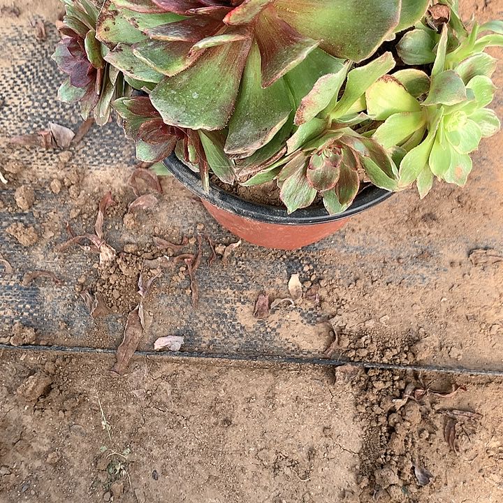 ?**?＇多肉植物红丝蓉108