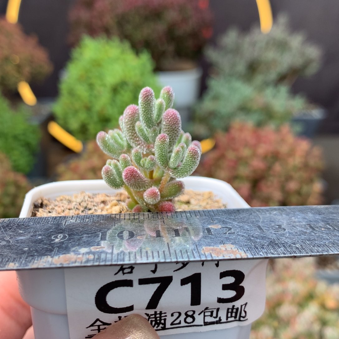 c713实生冰晶枝干番杏