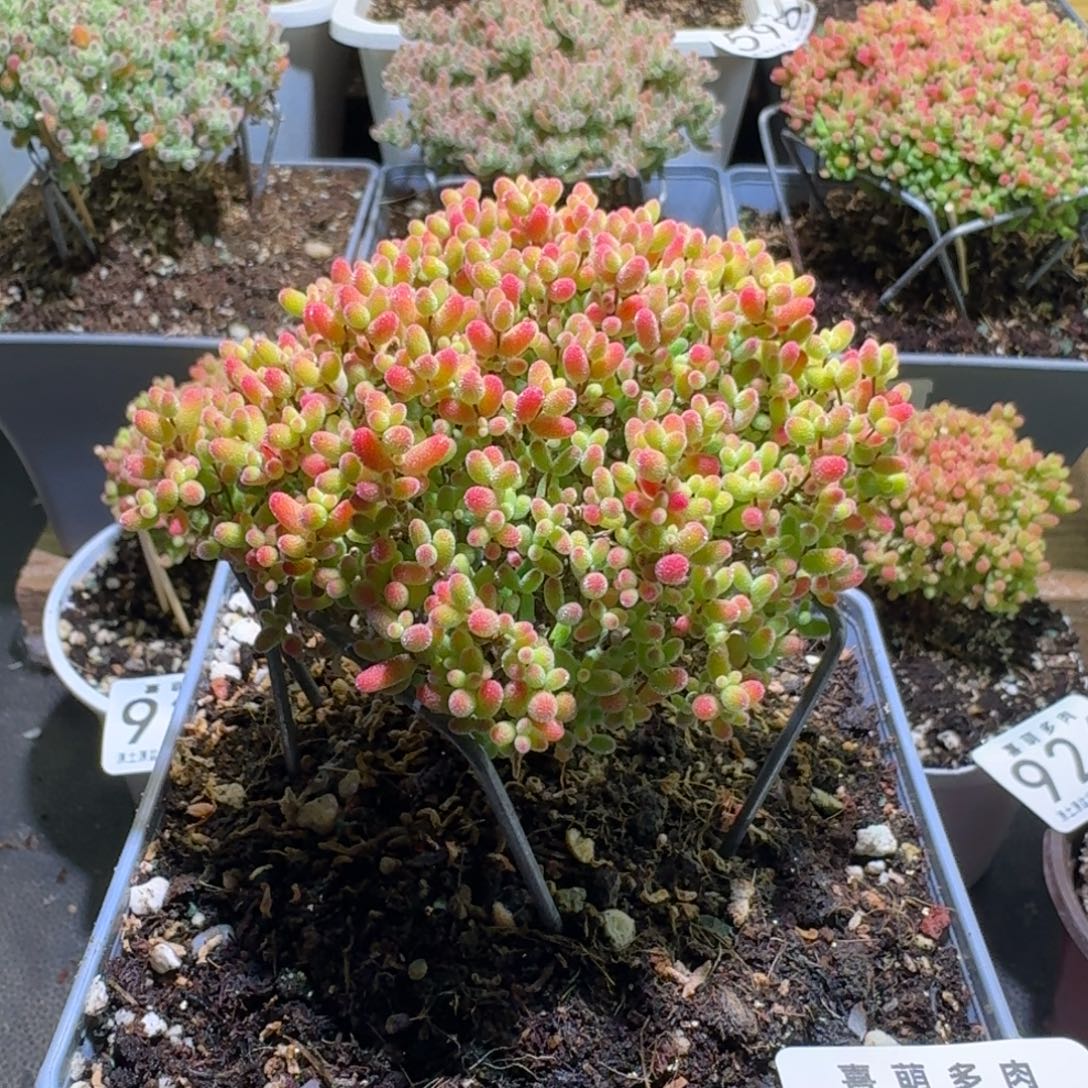 枝干番杏金桔糖球947