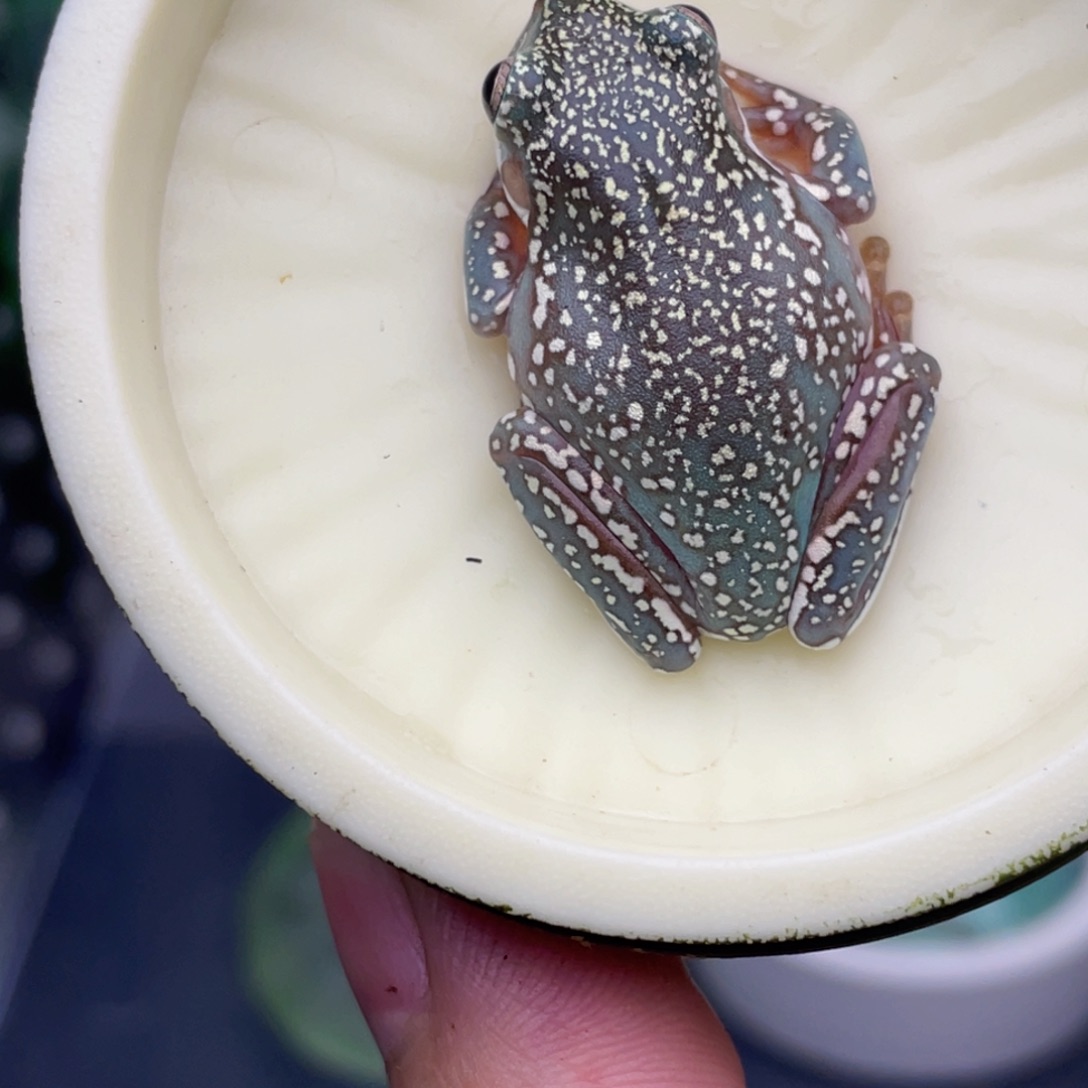 老爷树蛙5号顶级暴雪蓝