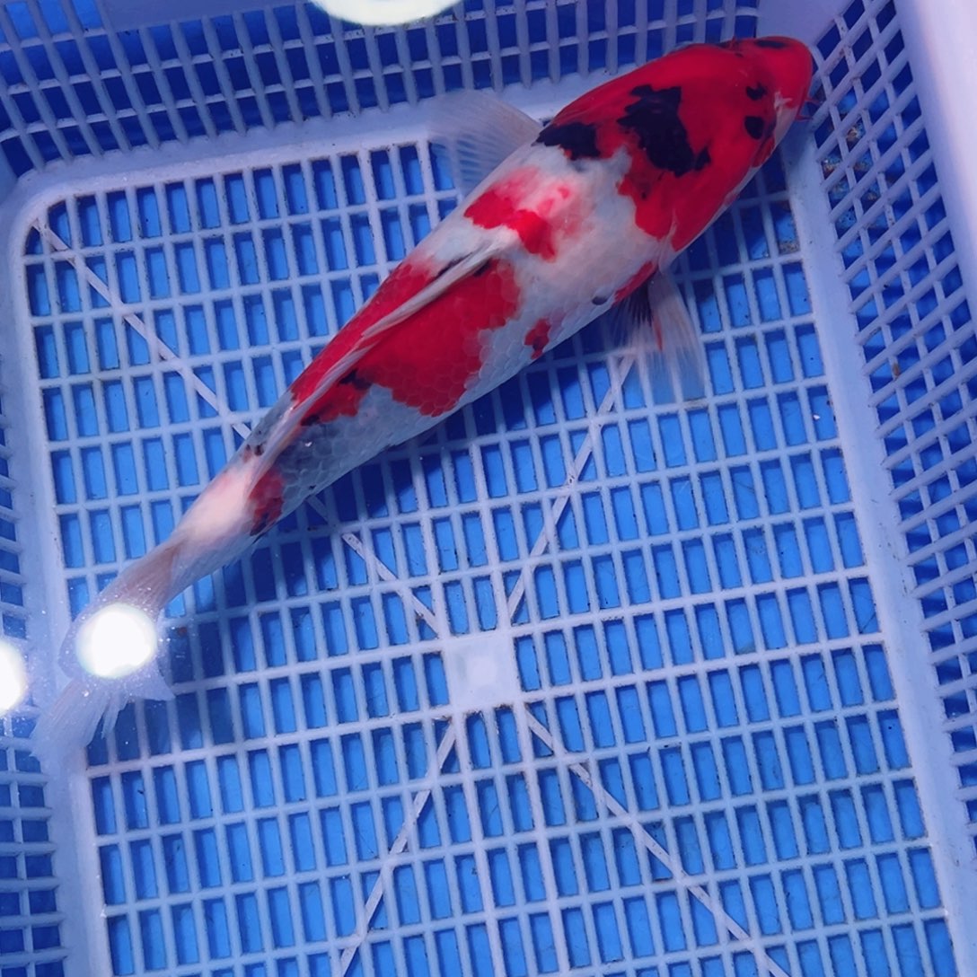 锦鲤锦鲤观赏鱼1111