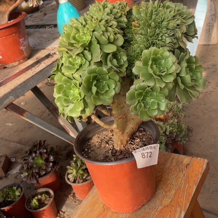 872，绿羊绒缀朵朵包邮