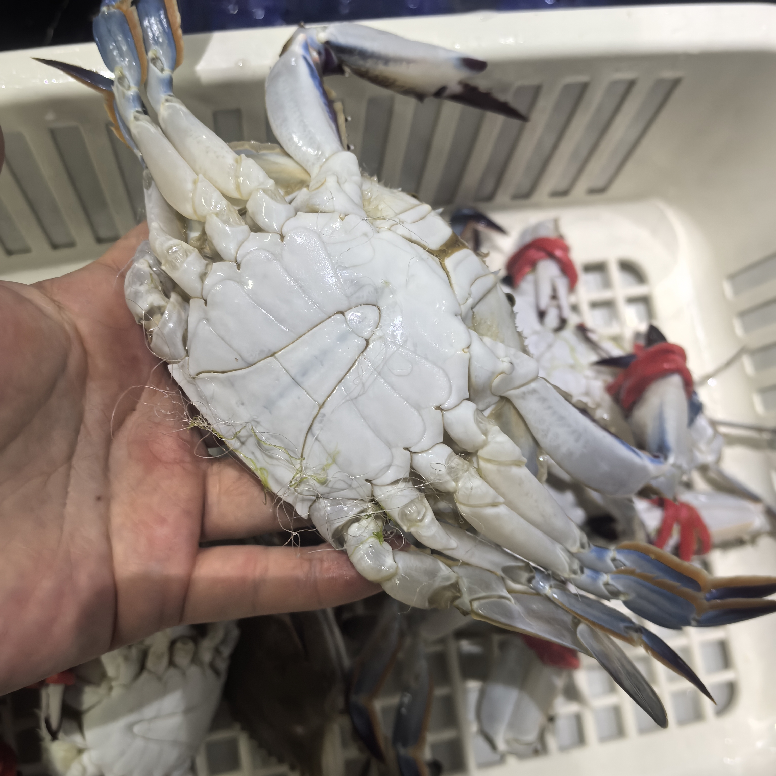【福利蟹2斤】福利梭子蟹公母大小混搭 单只2-5两 一斤约2-只 肥度6-8成 【保鲜不保活】部分掉退介意慎拍