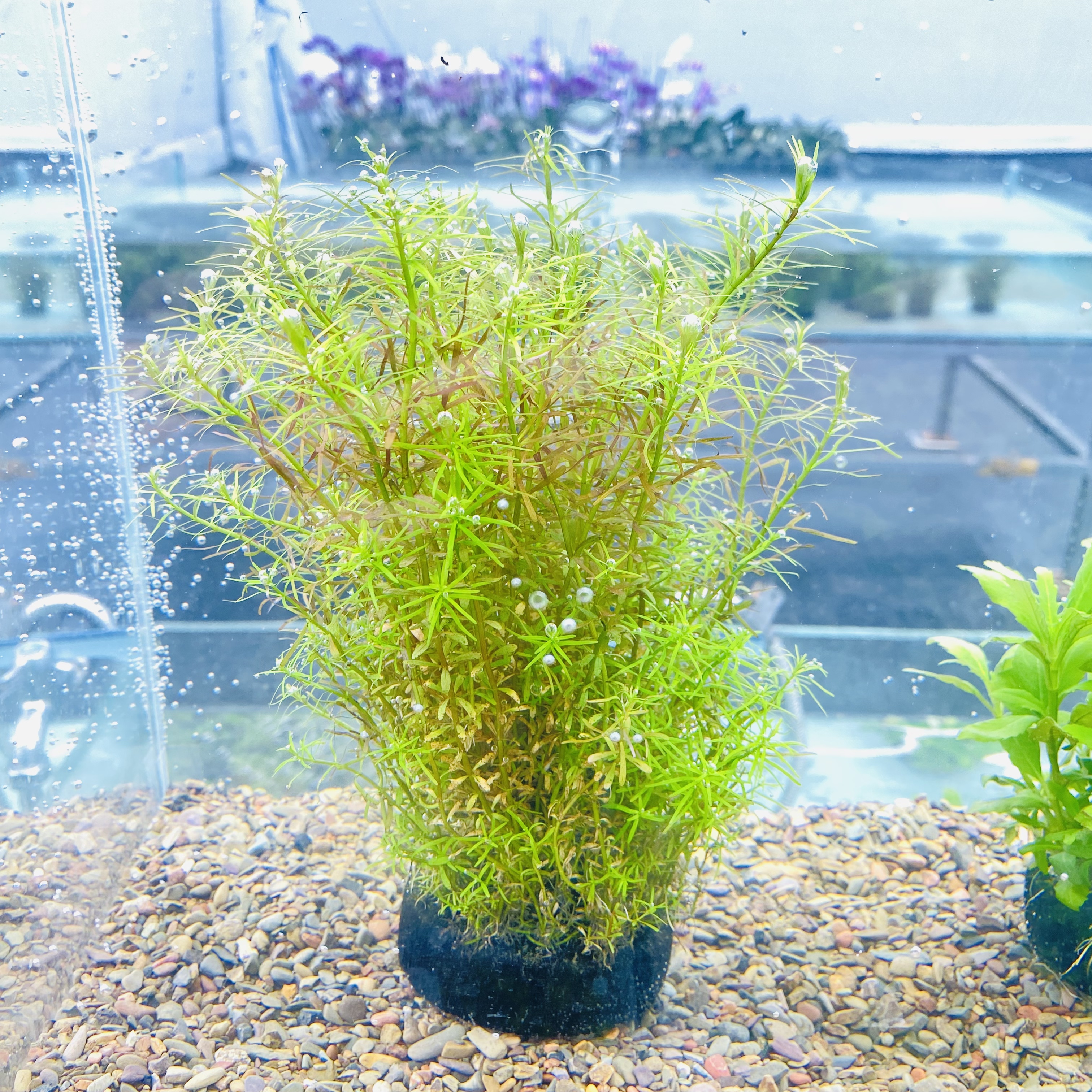 拂晓水草（十字牛顿大坨水下叶）新手水草坨草净水植物