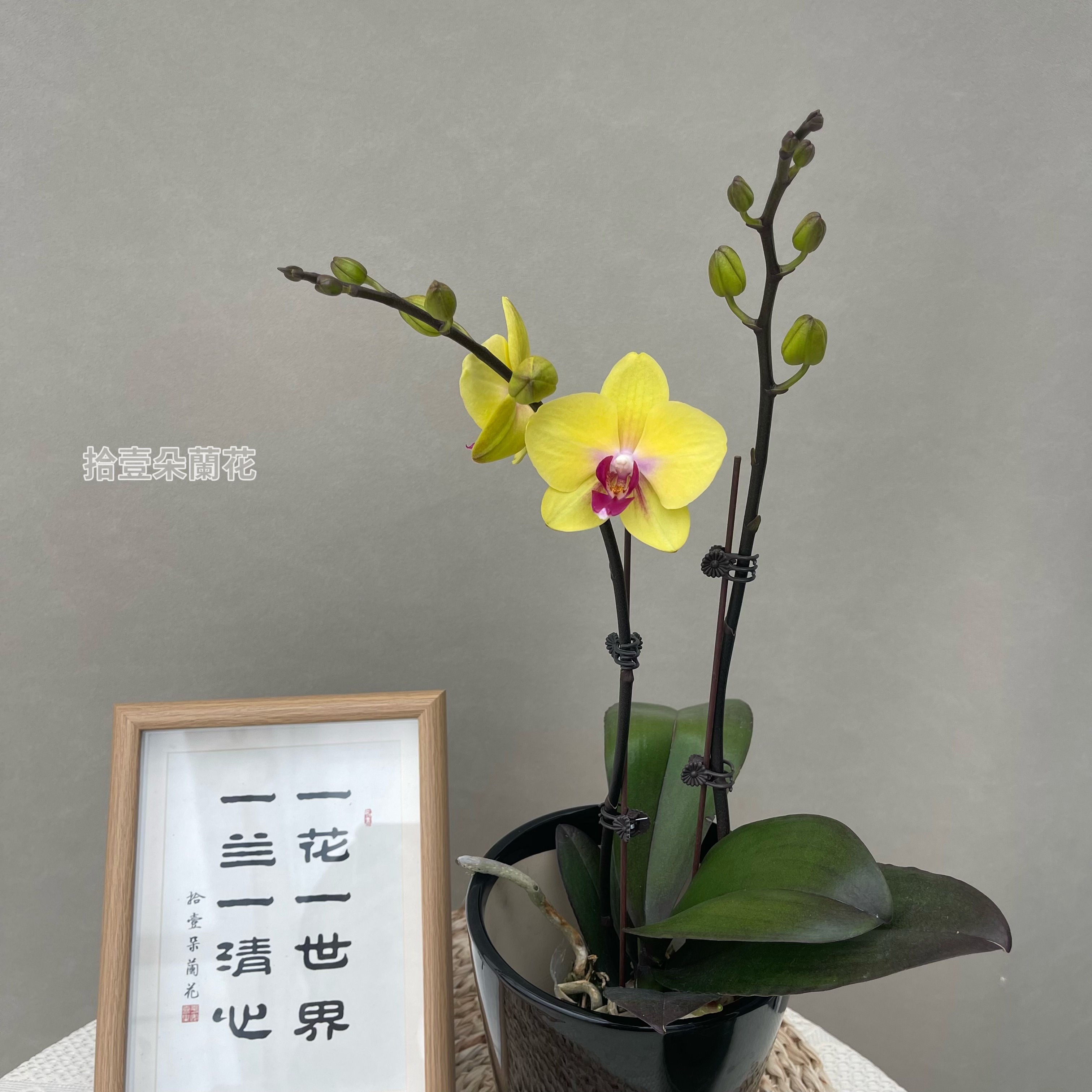 蝴蝶兰【发财】3寸开花株