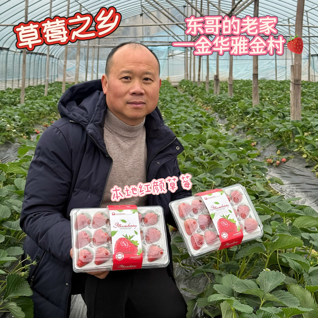 【东哥代言】金华草莓之乡雅金村本地奶油红颜草莓白草莓新鲜现发