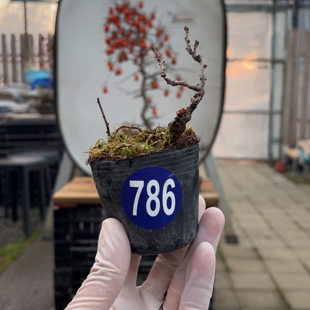 福****全场盆景786号包邮