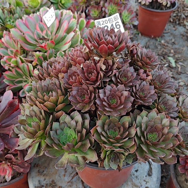 一颗红魔法师3246