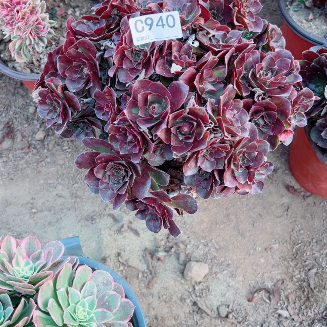 940玫金玫瑰多肉植物