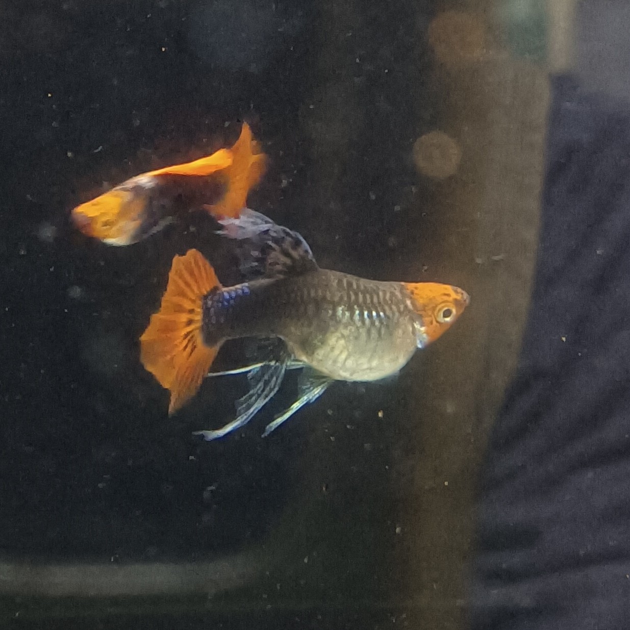 孔雀鱼深海蓝大c