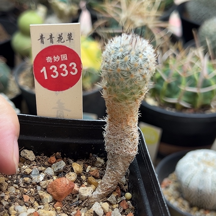 实生赤花美针玉2cm一棵仙人球