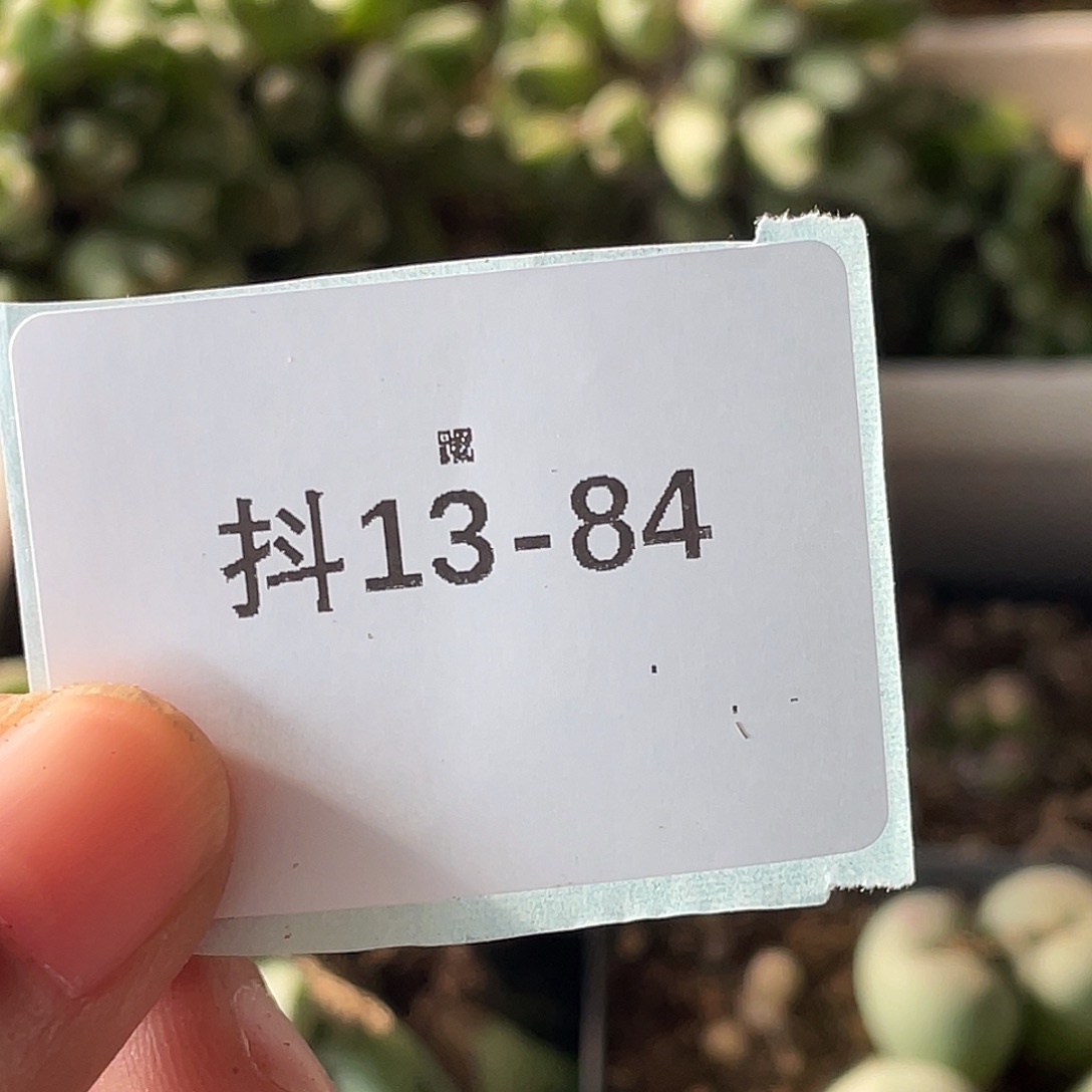 是***～13-84肉锥多肉植物