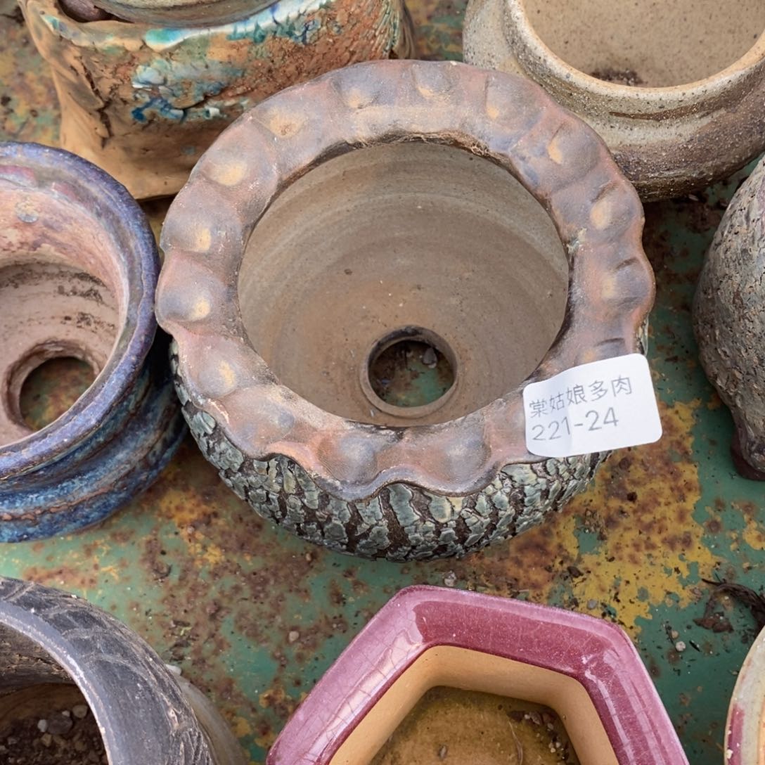 红陶心**飞24号多肉盆一个呀