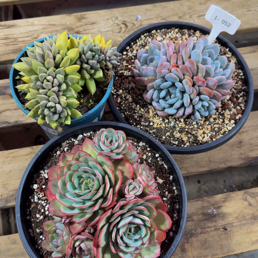 少***孩1-052三颗组不包损