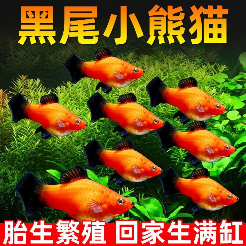 【黑尾猫】新手好养的黑尾猫胎生小型热带观赏鱼耐活易养
