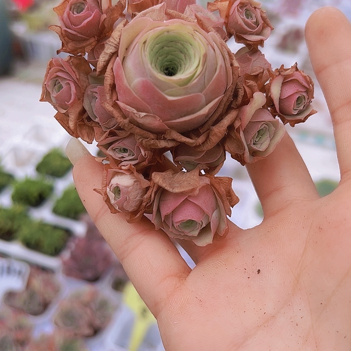 大卡罗琳手捧托土