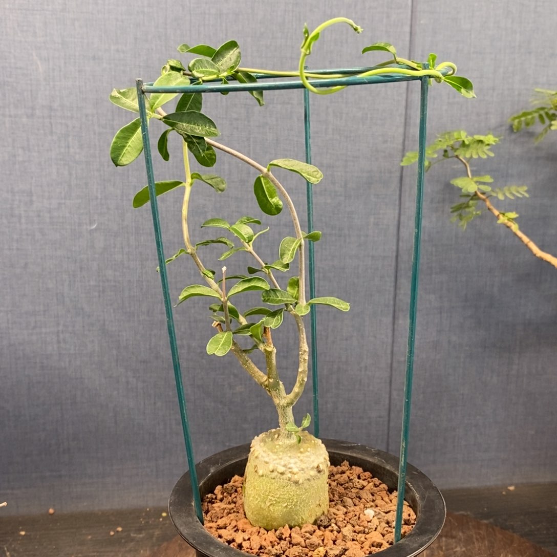 火星人块根实生带盆