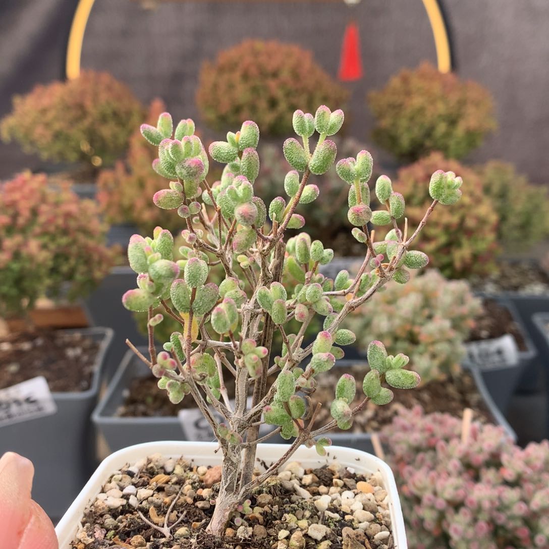 c115白虎斑锦枝干番杏