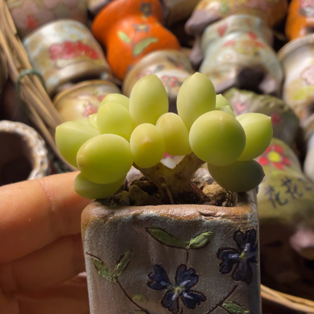 天空小树一个多肉