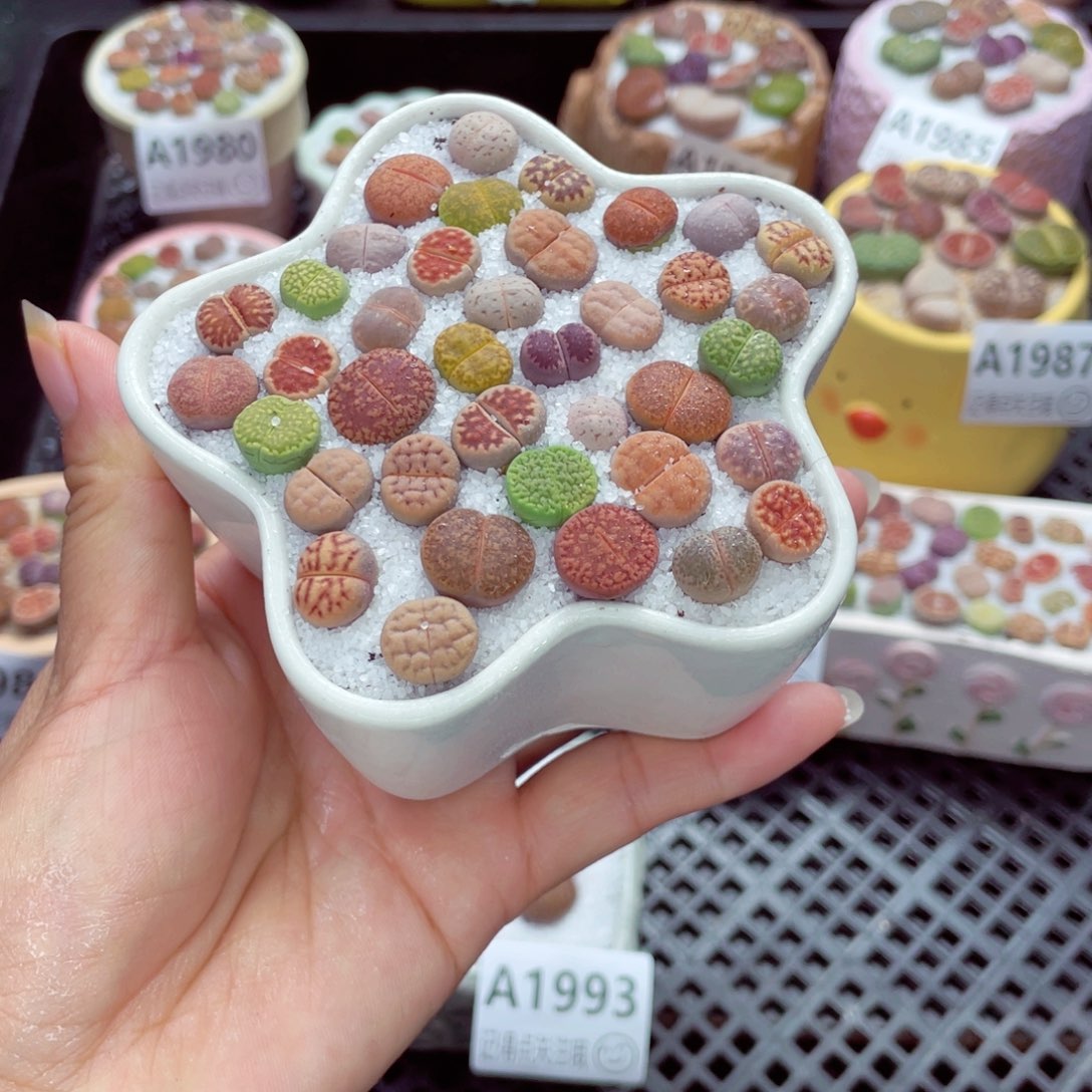 w1994 带盆土发货一物一拍