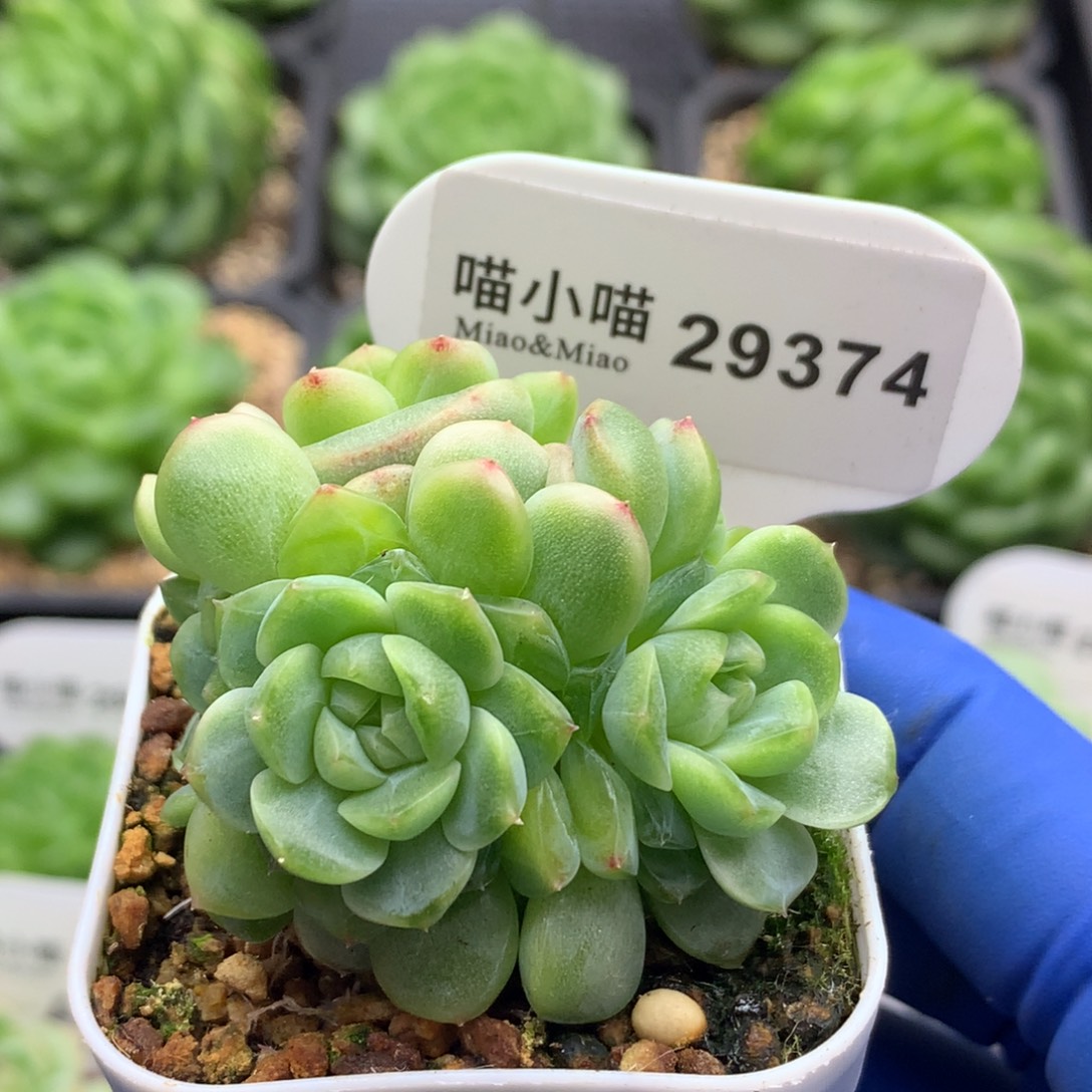 多肉植物杂交珍妮