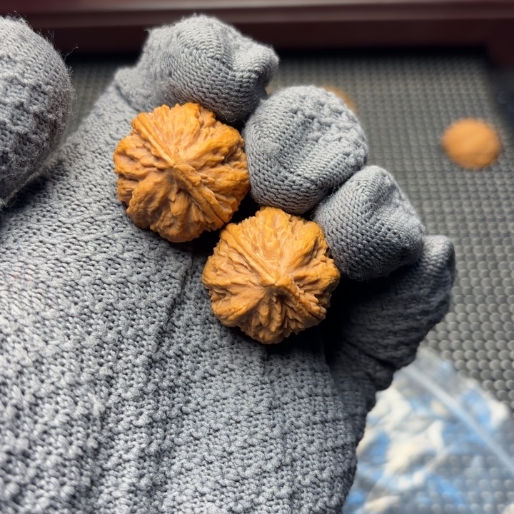 文玩核桃把件小霸王龙