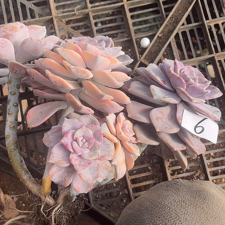 柯***呀紫乐景6号多肉植物精品