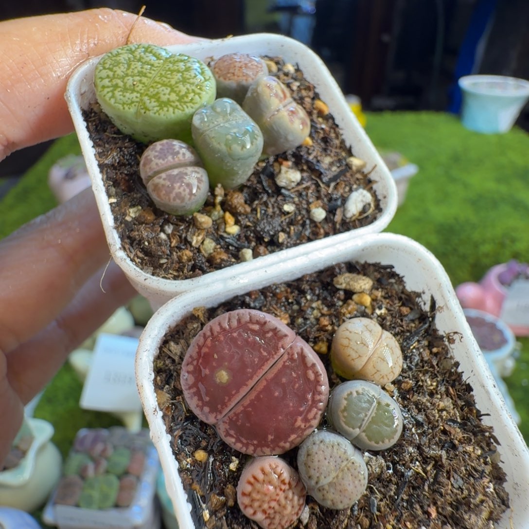 云***美多肉植物福利冲1356