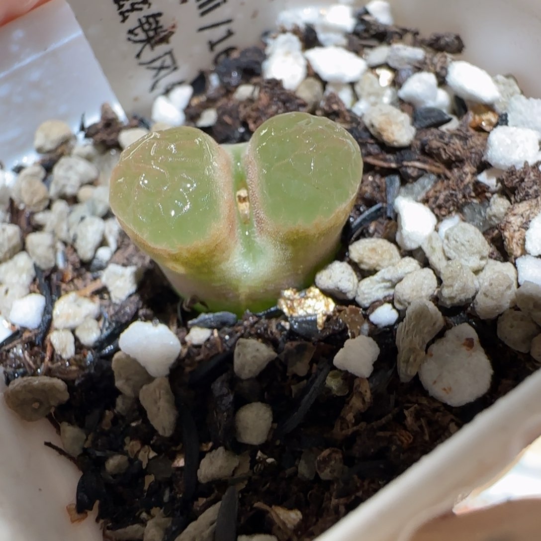 肉锥多肉植物百科4-磁铁307